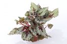 begonia1