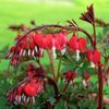 dicentra