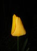 Tulipa Blushing Apeldoorn (2016, Apr.07)