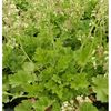heuchera-hybrid-malachite-g-9