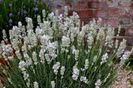 Lavandula angustifolia Edelweiss