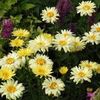 Leucanthemum maximum Banana Cream LIPSA!!!