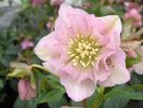 Helleborus dublu ellen pink