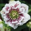 Helleborus dublu ellen spotted white