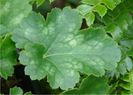 heuchera brizoides pluie de feu