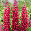 lupin red