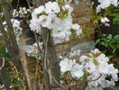 prunus Amanogawa