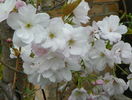 prunus Amanogawa