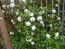 viburnum burkwoodii