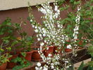 prunus gland. Alba Plena