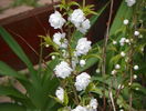 prunus gland. Alba Plena