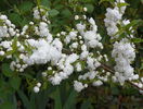 prunus gland. Alba Plena
