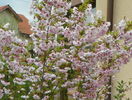 prunus incisa Oshidori