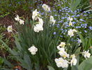 narcise Cheerfulness