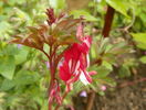 dicentra Valentine
