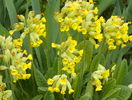 primula officinalis
