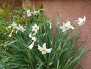 narcissus poeticus