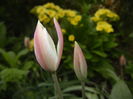 Tulipa Peppermint Stick (2016, April 07)