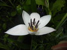 Tulipa Peppermint Stick (2016, April 07)