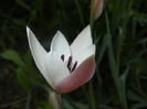 Tulipa Peppermint Stick (2016, April 07)