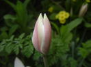 Tulipa Peppermint Stick (2016, April 07)