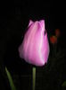 Tulipa Purple Flag (2016, April 07)