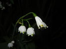 Leucojum aestivum (2016, April 07)