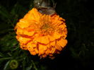 Tagetes_African Marigold (2016, Apr.07)