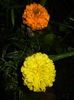 Tagetes_African Marigold (2016, Apr.07)