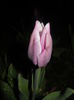 Tulipa Synaeda Blue (2016, April 07)
