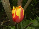 Tulipa Mickey Mouse (2016, April 08)