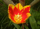 Tulipa Mickey Mouse (2016, April 08)