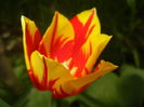 Tulipa Mickey Mouse (2016, April 08)