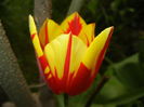 Tulipa Mickey Mouse (2016, April 08)