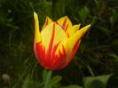 Tulipa Mickey Mouse (2016, April 08)