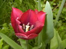 Tulipa Negrita (2016, April 08)