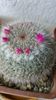 Mammilaria Hahniana Woodsi
