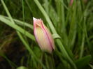 Tulipa Little Beauty (2016, April 08)