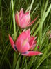 Tulipa Little Beauty (2016, April 08)