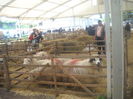 DSCN0334