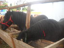 DSCN0358