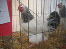 DSCN0364