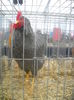 DSCN0366
