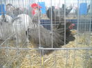 DSCN0379