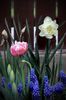 N. Obdam, T. Melrose si Muscari Armeniacum
