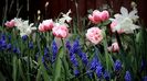 N. Thalia cu lalele Melrose si muscari