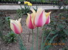 Copy (2) of DSCN1594