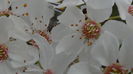 DSC06239