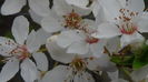 DSC06242
