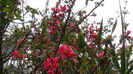 DSC06245